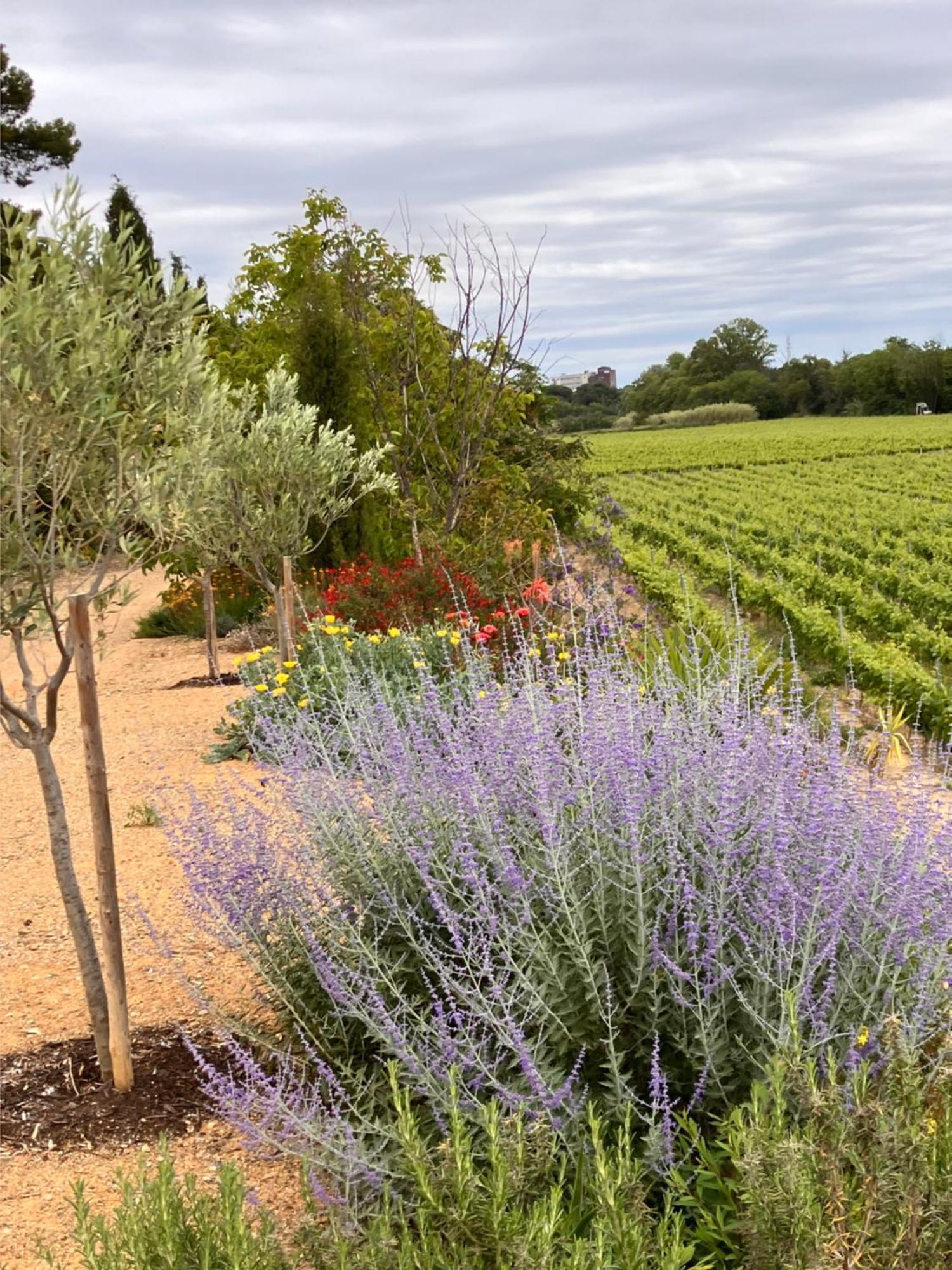 Domaine De L'Herbe Sainte Mirepeisset Luaran gambar