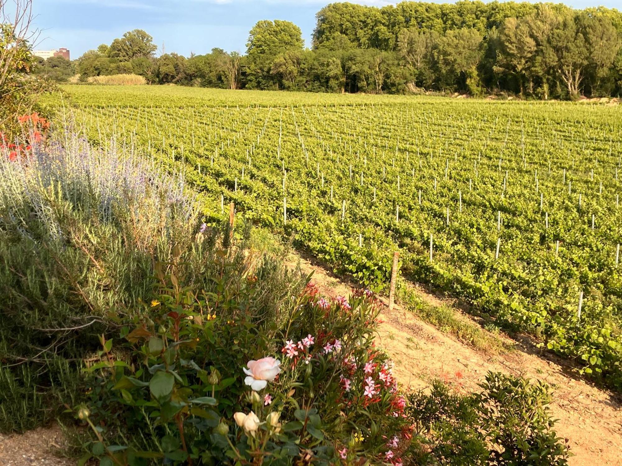 Domaine De L'Herbe Sainte Mirepeisset Luaran gambar
